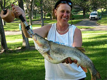 926_Brian Ramsden_Northern Pikeminnow_Ptychocheilus oregonensis.jpg